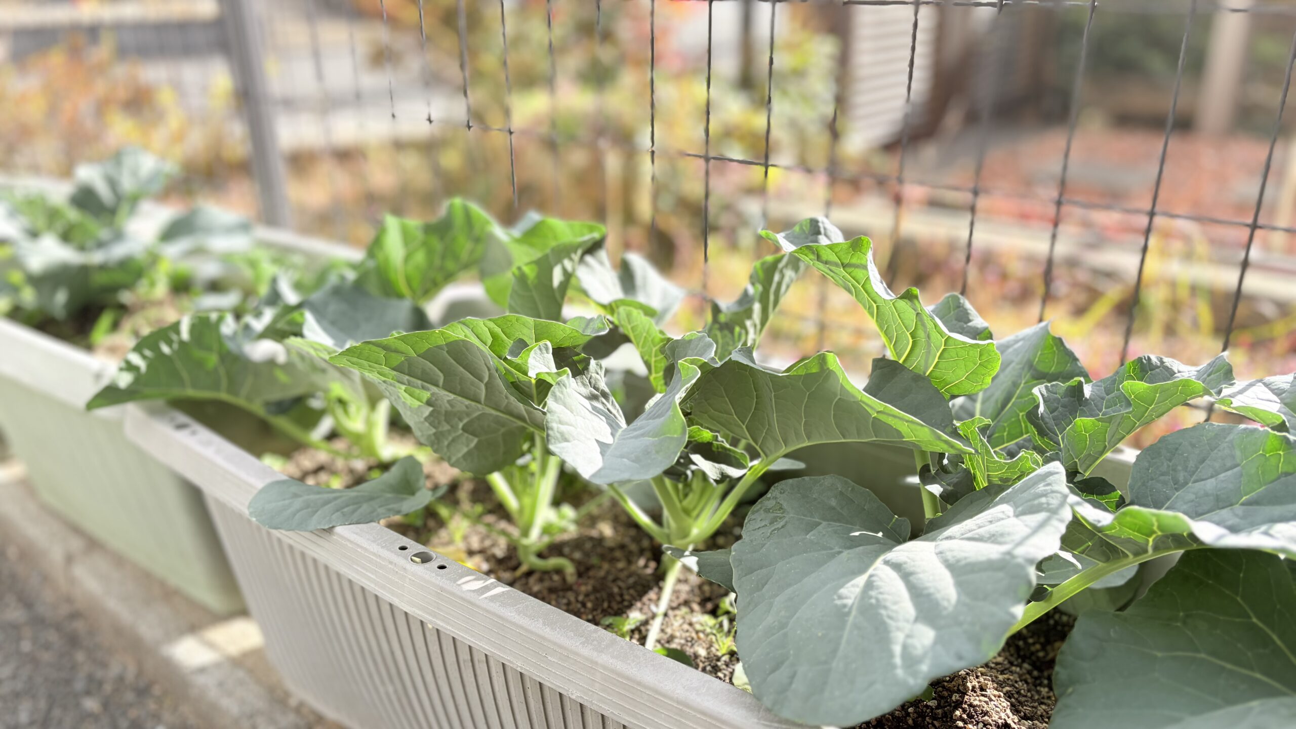 雪とほうれん草